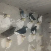 6تا شهری