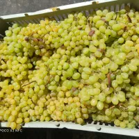 انگور بی دانه سفید و بی دانه قرمز. شانی|خوردنی و آشامیدنی|تهران, میدان میوه و ترهبار مرکزی|دیوار