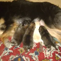 واگذاری سگ پامر