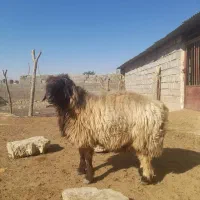 قوچ بختیاری دو رون،ق ۵۰م،جای تخفیف دارد شماره تماس