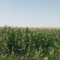 معاوضه زمین کشاورزی و باغچه باآپارتمان|فروش دفتر صنعتی، کشاورزی، تجاری|جوادآباد, |دیوار