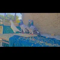 دسته ۴ تایی