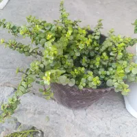 فروش به گل خونه|گل و گیاه طبیعی|گنبد کاووس, |دیوار