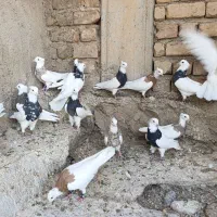طوقی