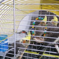 عروس هلندی|پرنده|رشت, کوی جام جم|دیوار