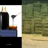 یونجه وجو گران شده ،قصه نخور،خوراکدام رسید