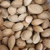 بادام خوش طعم سنگی