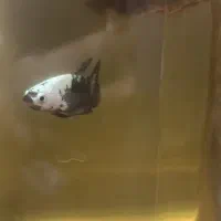 ماهی فایتر پلاکت|ماهی|تهران, جوادیه|دیوار