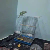 شاه طوطی|پرنده|سراوان, |دیوار