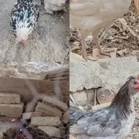 مرغ و نیمچه مولد