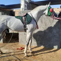 نریون درشت همه قیمت همه نژاد|اسب و تجهیزات اسبسواری|لار, |دیوار