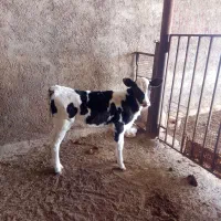 گوساله ماده چهل و پنج روزه