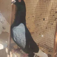 کبوتر|پرنده|آباده, |دیوار