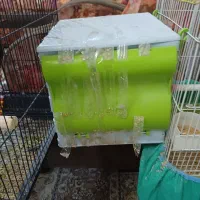 طوطی برزیلی تخم گذار|پرنده|بهار, |دیوار