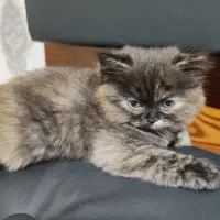 گربه فروشی|گربه|کرج, فاز ۴ مهرشهر|دیوار