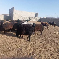 بره چاق پلواری فروشی