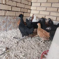 جوجه مرغ رسمی|حیوانات مزرعه|یزد, |دیوار