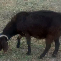 یک عدد بزسالم|حیوانات مزرعه|اردبیل, |دیوار