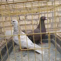 دوجفت سروردورگ.|پرنده|مبارکه, |دیوار