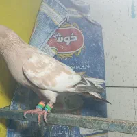 یک عدد نر برنجی