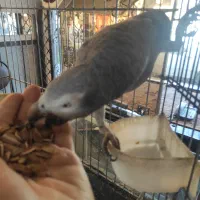 کاسکو شکلاتی نر وماده|پرنده|لاهیجان, رجایی|دیوار