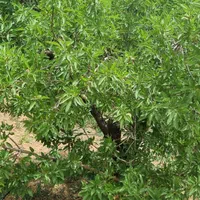 باغ بادام سنددار نزدیک پل زمانخان|فروش زمین و ملک کلنگی|شهرکرد, |دیوار