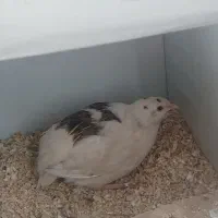 بلدر.چین