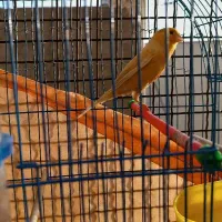 قناری‌‌ماده‌سوپرطلای