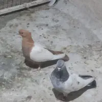 سینه سبز وسینه زرد|پرنده|شیراز, کوشک میدان|دیوار