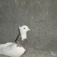 چند عدد کبوتر|پرنده|دهدشت, |دیوار