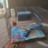 قفس|لوازم جانبی حیوانات|شهر بابک, |دیوار