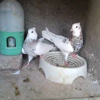 کبوتر