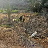 دو عدد خروس خوان