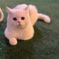 گربه اسکاتیش پرشین