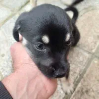 واگذاری رایگان توله دوماهه ماده|سگ|نوشهر, |دیوار