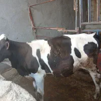 گوساله نر