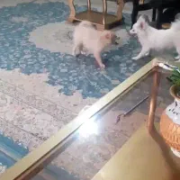 سگ پامرین اشپیز|سگ|فلاورجان, |دیوار