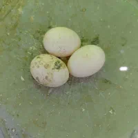 جفت عروس هلندی رام