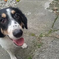 واگذاری فرشته کوچولو های مهربون نژاد دار