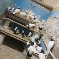 کبوتر طوقی سیاه