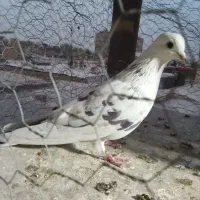 مادر تهرونی چشم تابتا|پرنده|فلاورجان, |دیوار