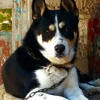 دوبرمن اسکی نر