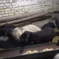 ۲۲ عدد گوسفند|حیوانات مزرعه|سردرود, |دیوار