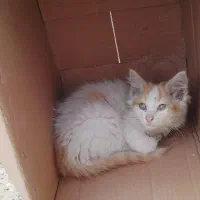 بچ گربه رایگان