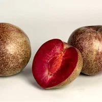 توزیع پیش‌فروش نهال آلو تازه خوری و خشکباری