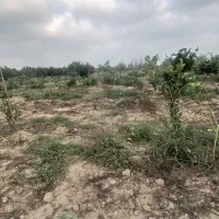 فروش ۴۵۰۰ متر باغ یک ساله|فروش دفتر صنعتی، کشاورزی، تجاری|طبقده, |دیوار