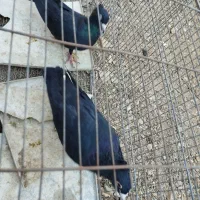 جفت کفتر|پرنده|زرند, |دیوار