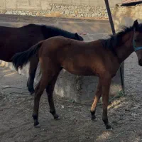 مادیان با کره|اسب و تجهیزات اسبسواری|کوهسار (البرز), |دیوار