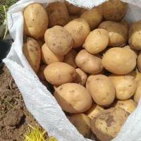 سیب زمینی بذری کلومبا