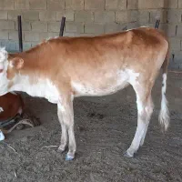 گوساله ماده